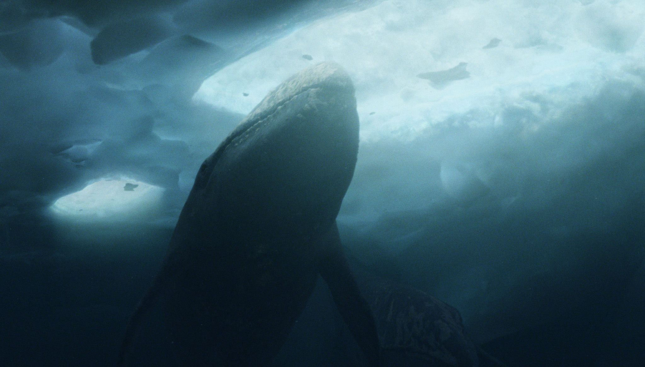 Big Miracle